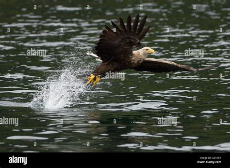 white tailed sea eagle, europe Stock Photo - Alamy