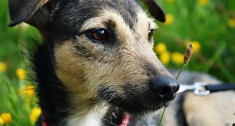 Whippet Terrier Mix - Born To Chase