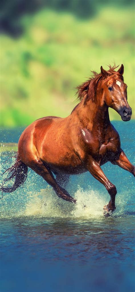 Horse Wallpaper | Jumiran Wall