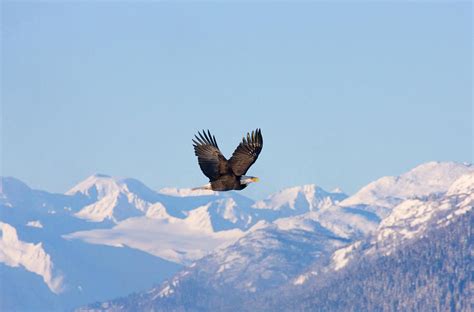 Bald Eagle Flying Over Snow Mountain Photograph by Keren Su - Fine Art America