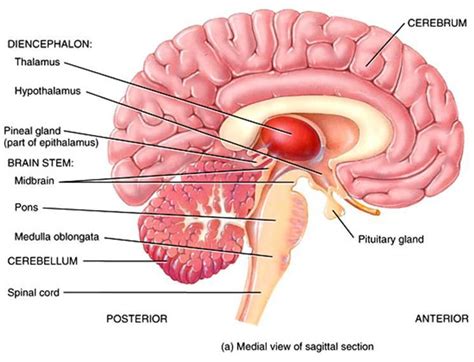 Function and Physiology of Thalamus, Hypothalamus and Limbic system ...