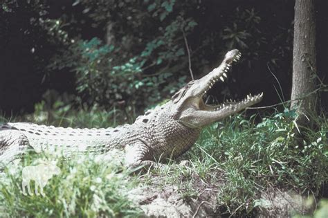 Komodo Dragon Vs Crocodile: Side By Side — Forest Wildlife