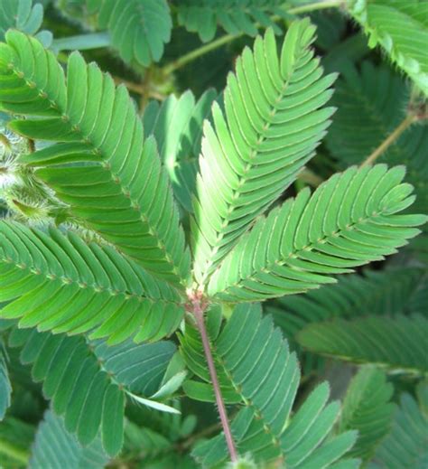 Tanaman Putri Malu (Sensitive Plant) - BibitBunga.com