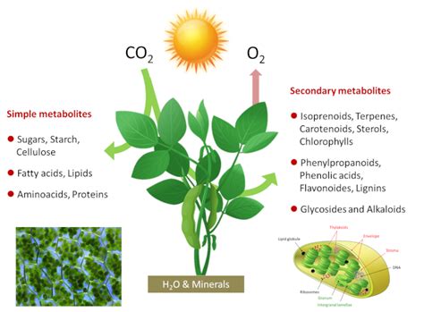 The path of carbon in photosynthesis - Encyclopedia of the Environment