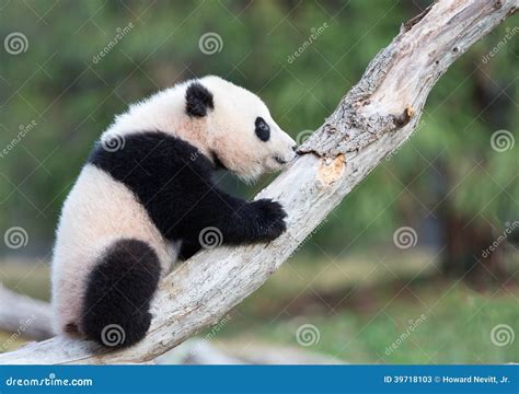 Baby panda in tree stock image. Image of bear, white - 39718103