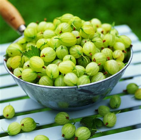 What Are Gooseberries?