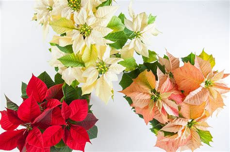 Poinsettias on Point - Nugget Markets Daily Dish