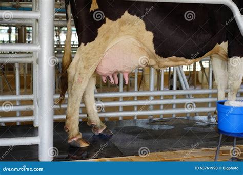 Cow udder in milking hall stock photo. Image of connect - 63761990