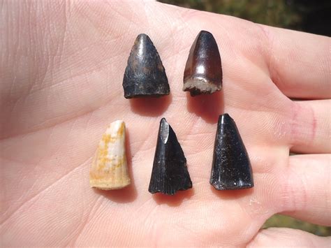 Five Extra Large Barracuda Teeth | Recently Sold | FOSSILS | Prehistoric Florida