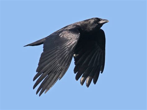 American Crow - eBird