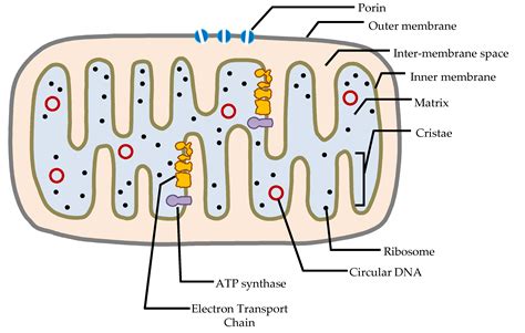 Understanding Mitochondrial DNA in Brain Tumorigenesis | IntechOpen