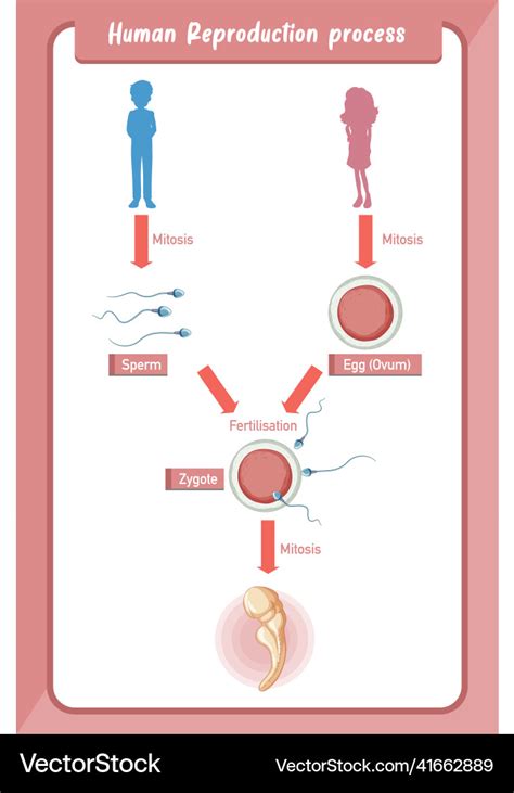 Diagram showing human reproduction process Vector Image