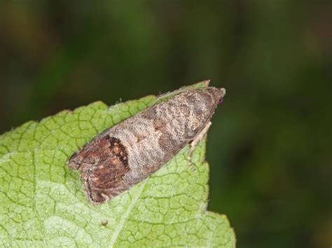 Codling Moth Life Cycle: How To Treat Codling Moth Infestations