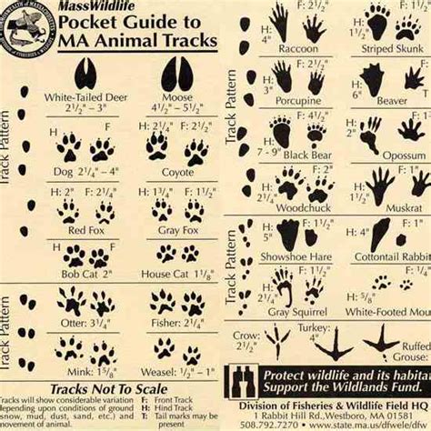 Animal Tracks and Other Wildlife Signs