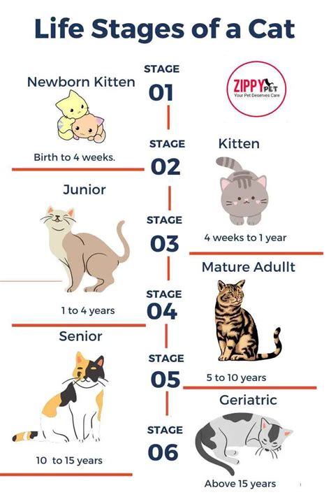 How Old is My Cat?-Estimate Your Cat's Age-Zippy Pet