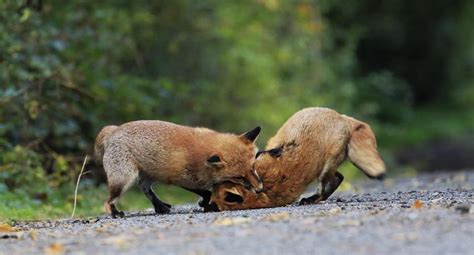 Red Fox Predators | Wildlife Online