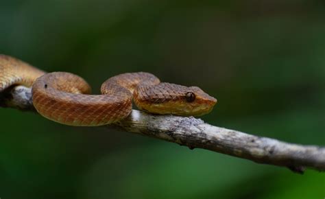 Secret Serpent: The Life and Times of the Malabar Pit Viper ...