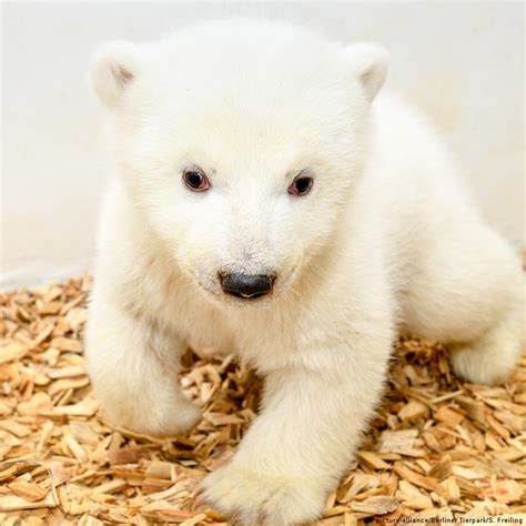 Gender Of Berlin Zoo's Adorable Baby Polar Bear Finally Revealed As He Waves To Admirers During ...