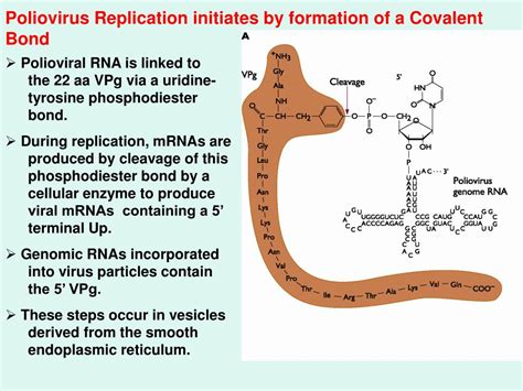 PPT - Picornaviruses PowerPoint Presentation, free download - ID:226711