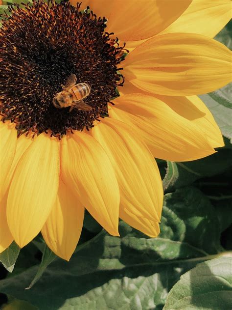 Honey Bee On Sunflower Pictures, Photos, and Images for Facebook, Tumblr, Pinterest, and Twitter