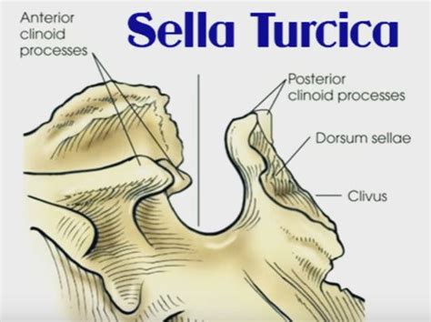 Sella Turcica - Bone, Function, Site, Location, Anatomy, Empty Sella