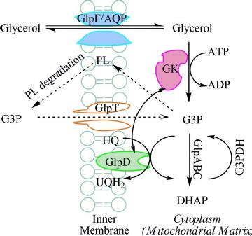 Schematic of the glycerol metabolic pathway in E . coli . Protein ...