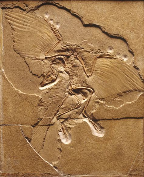 Archaeopteryx Fossil posters & prints by Corbis