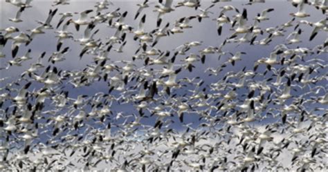 Berkeley Pit & Snow Geese | Montana Audubon