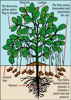 How Peanuts Grow | Aunt Ruby's Peanuts