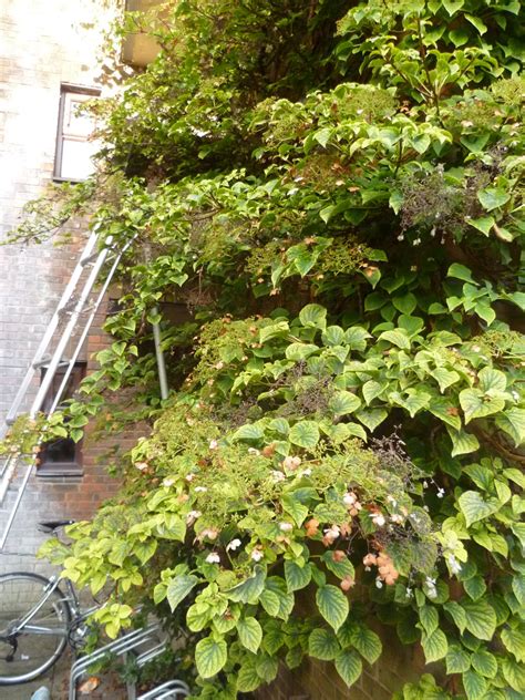 Worcester College Gardeners 2009-2018: Pruning Climbing Hydrangea