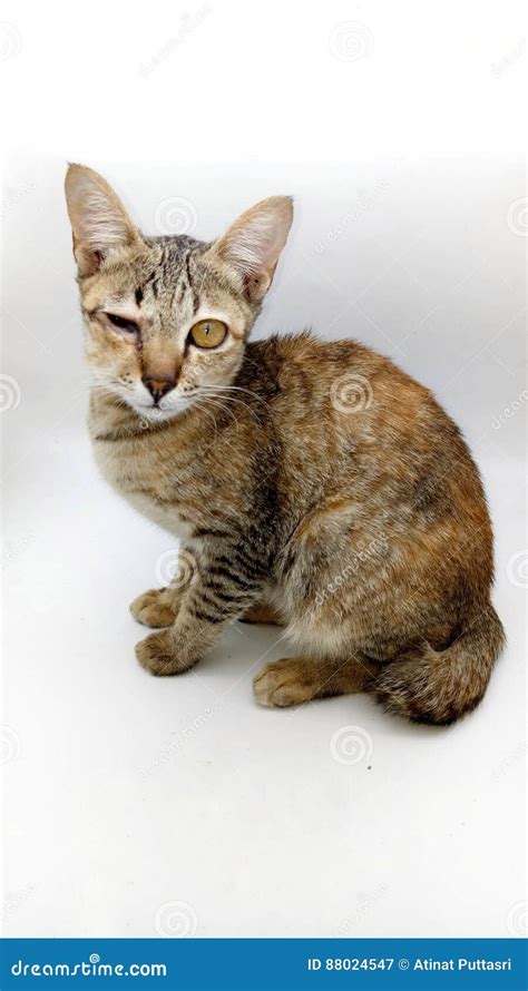 The cat made a bee sting stock image. Image of purebred - 88024547