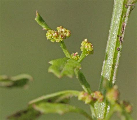 Identifying Wild Plants 5 | South London Botanical Institute