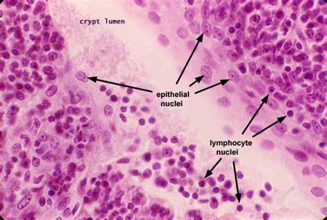 Histology at SIU