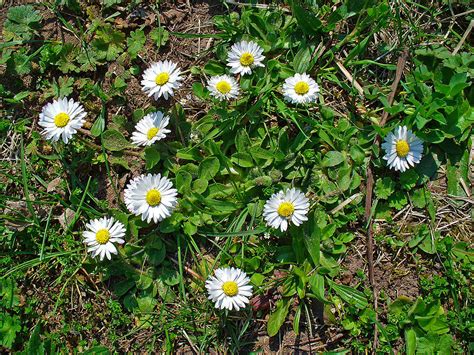 Raw Edible Plants: Daisy (Bellis perennis)