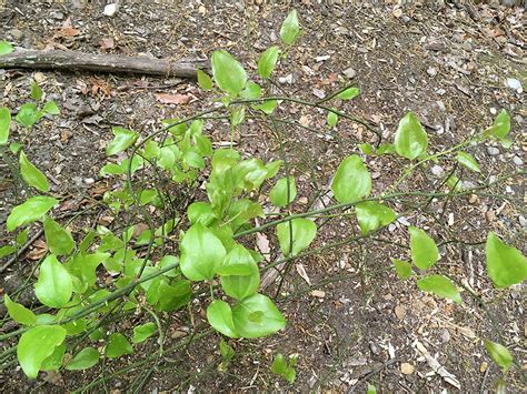 Monticello Park Plants - Common Greenbrier