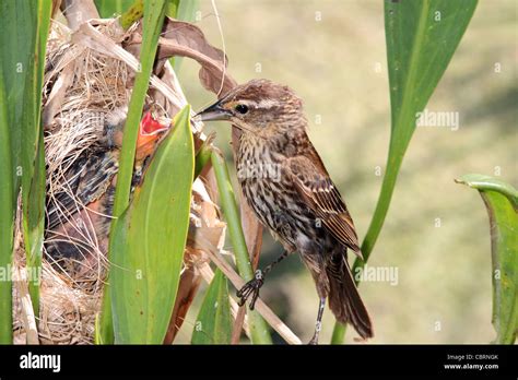 Red-winged Blackbird nest Stock Photo - Alamy