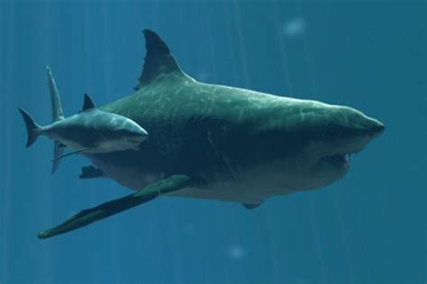 Megalodon Size Comparison To Great White