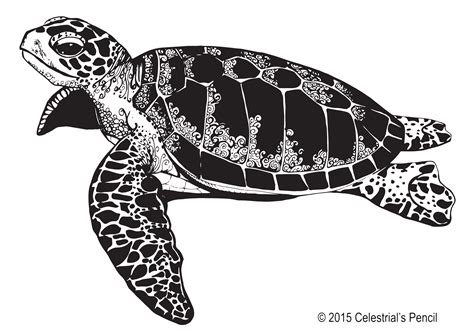 Sea Turtle Clip Art Vector Graphics Illustration Turt - vrogue.co