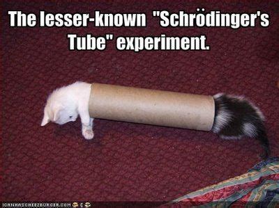 25 best schrodinger s cat memes schrodingers memes was memes the memes ...