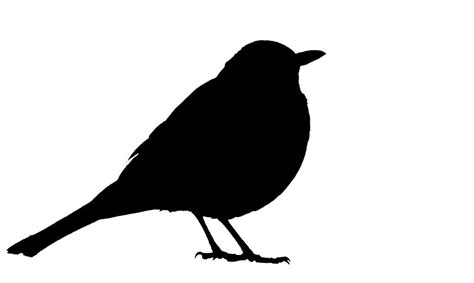 Blackbird Silhouette Black - Free image on Pixabay