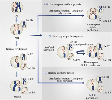 Parthenogenesis definition, types of parthenogenesis