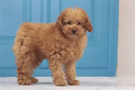 Miniature Poodle Dog Breed Information, Images, Characteristics, Health