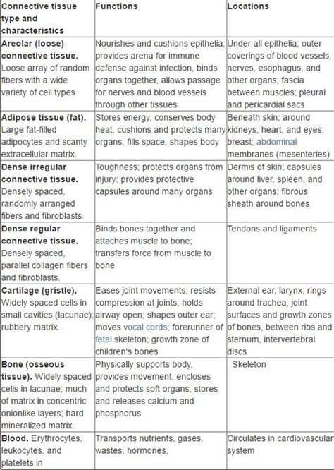 Connective Tissue - SCIENTIST CINDY