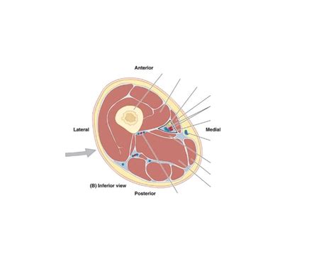 The adductor canal Quiz