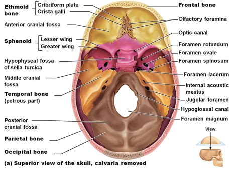 Sphenoid Bone - Location, Function and Anatomical Structure