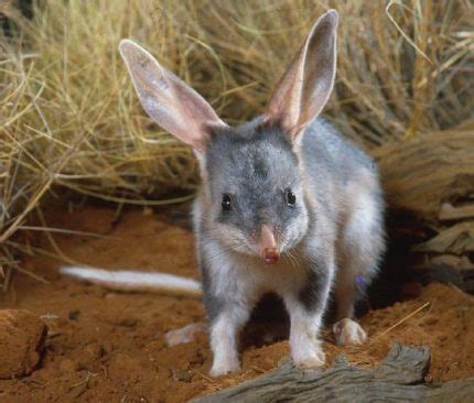 Greater Bilby | The Animal Facts | Appearance, Habitat, Diet, Behavior