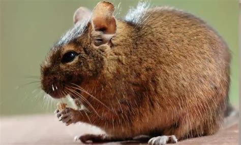 Bramble Cay melomys | Know Your Critter