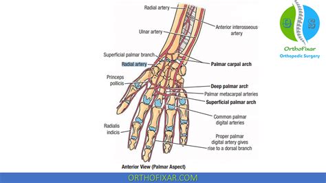 Radial Pulse Examination - Easy Explained | OrthoFixar 2024