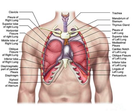 Lungs Behind Ribs - Lungs Behind Ribs : Serve Up : The left lung is behind the ribs from the ...