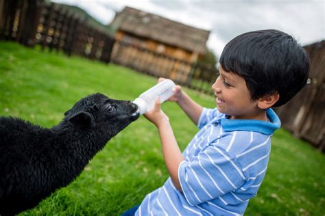 11 Books About the Jewish Value of Caring For Animals | PJ Library